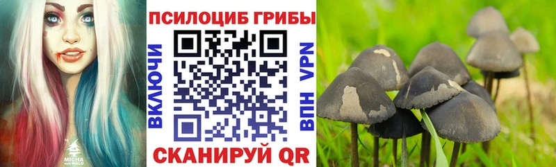 Псилоцибиновые грибы GOLDEN TEACHER Дубовка